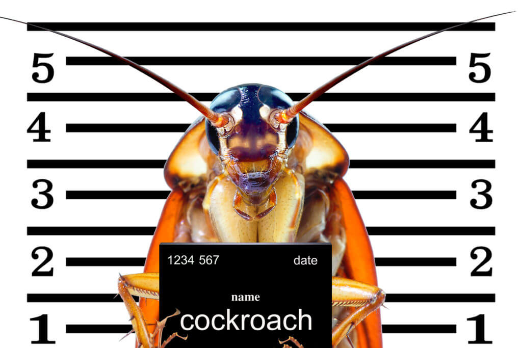 cockroaches oak park