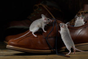 mice exterminator oak park
